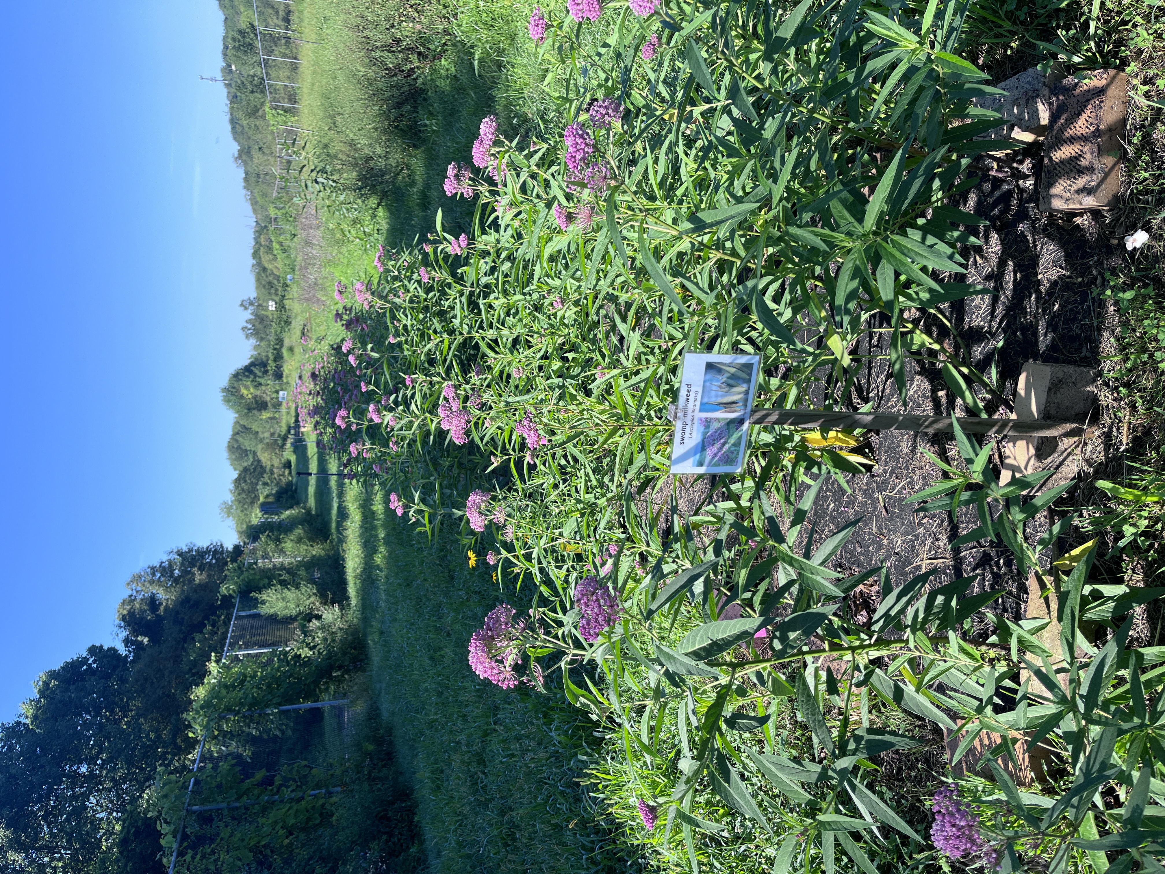 swamp milkweed seed amplification plot